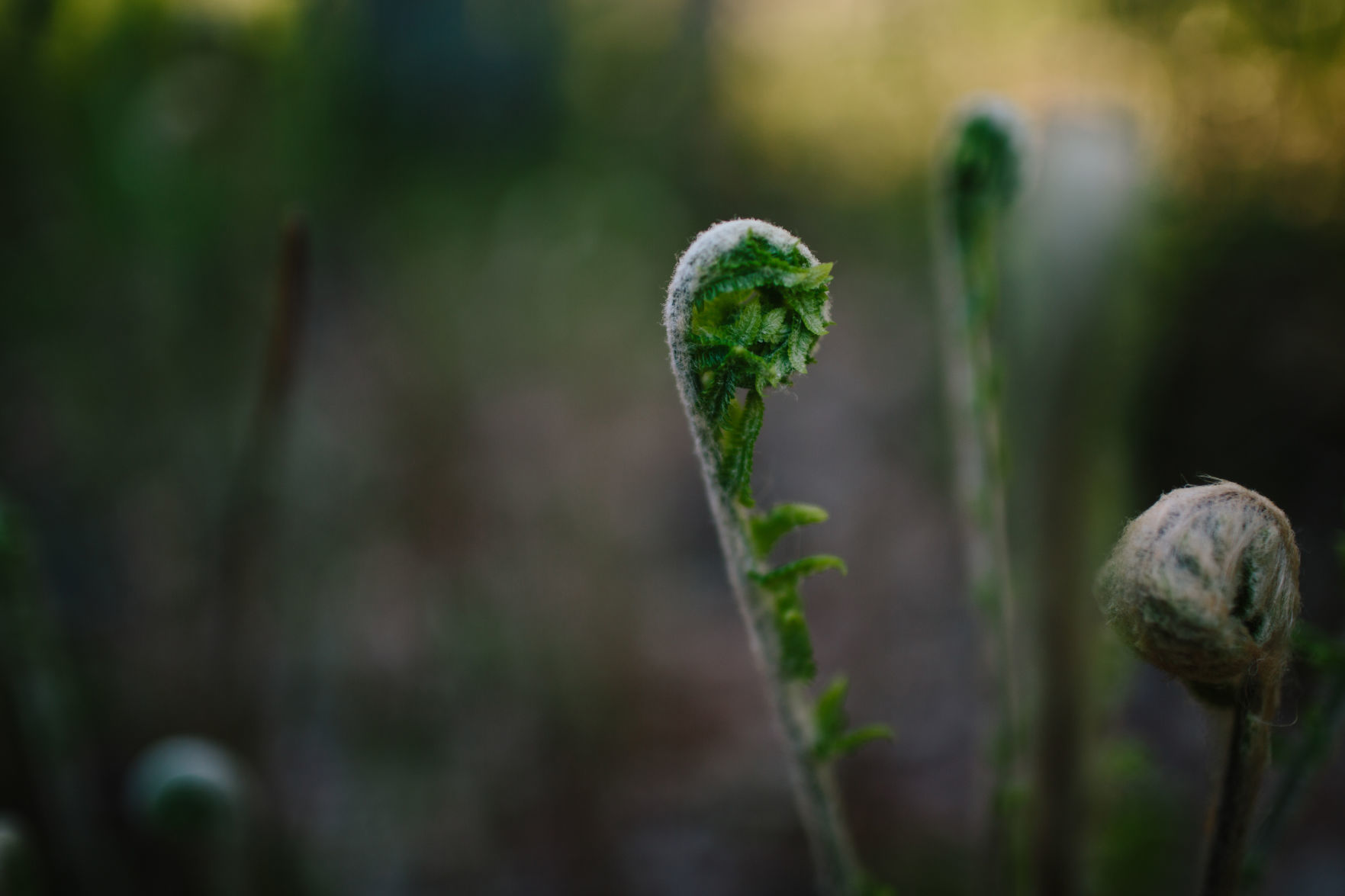 Forest Journal: Ferns matter